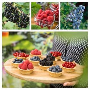 Ovocné kríky a drobné ovocie