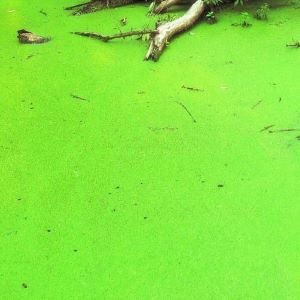 Proti zelenej vode v jazierku