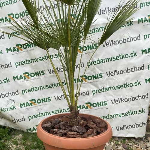 Chamaerops Humilis Cerifera C V Ka Cm Predamvsetko Sk